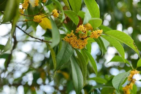 適合種在家門口的樹|家門口種這5種花樹，漂亮，大氣，還很好養